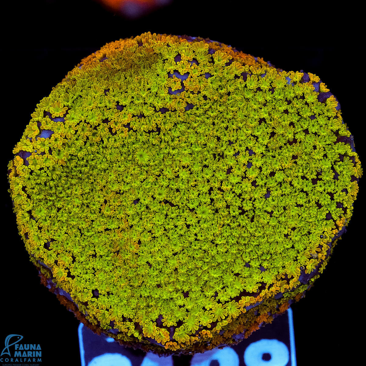 FMC Montipora Rainbow