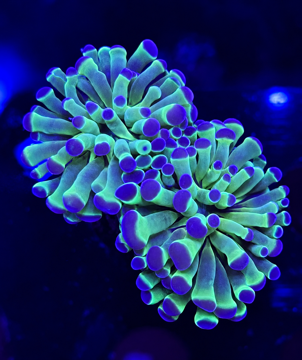 FMC Euphyllia paraancora Purple tips