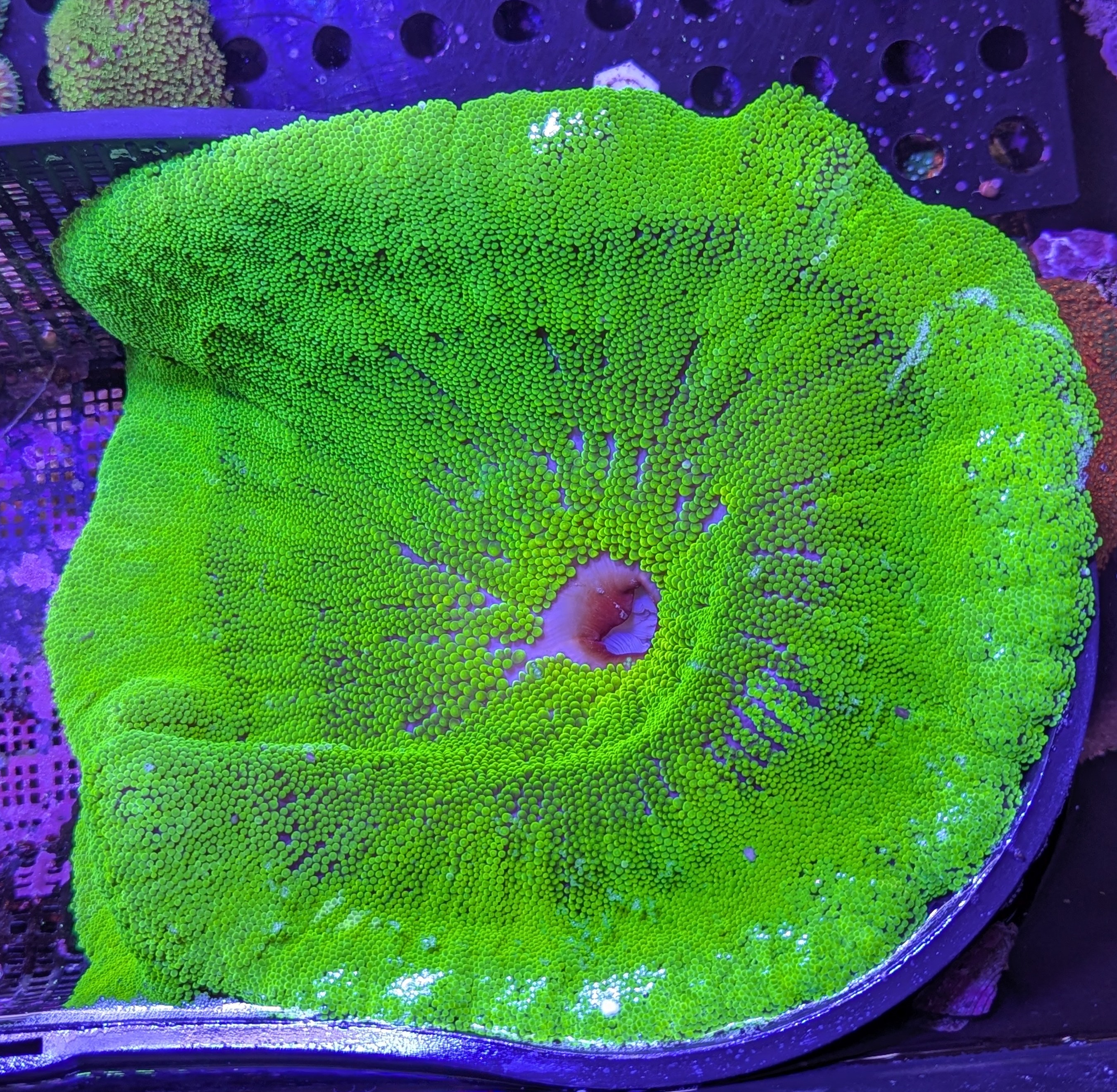 FMC Stichodactyla haddoni green