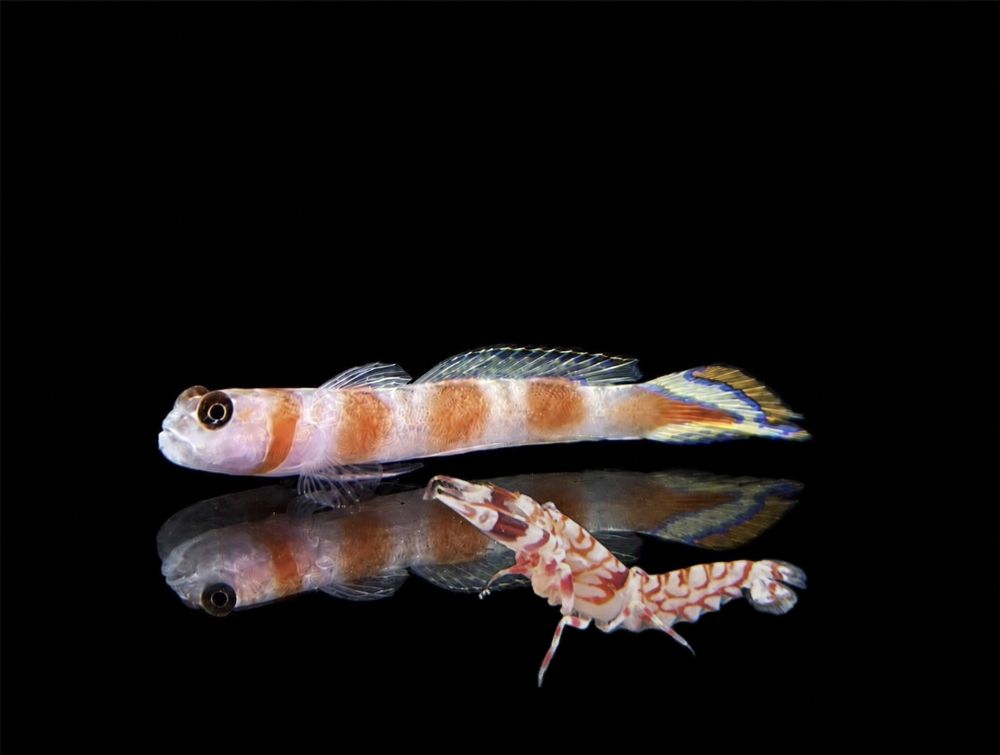Amblyeleotris yanoi + Alpheus bellulus