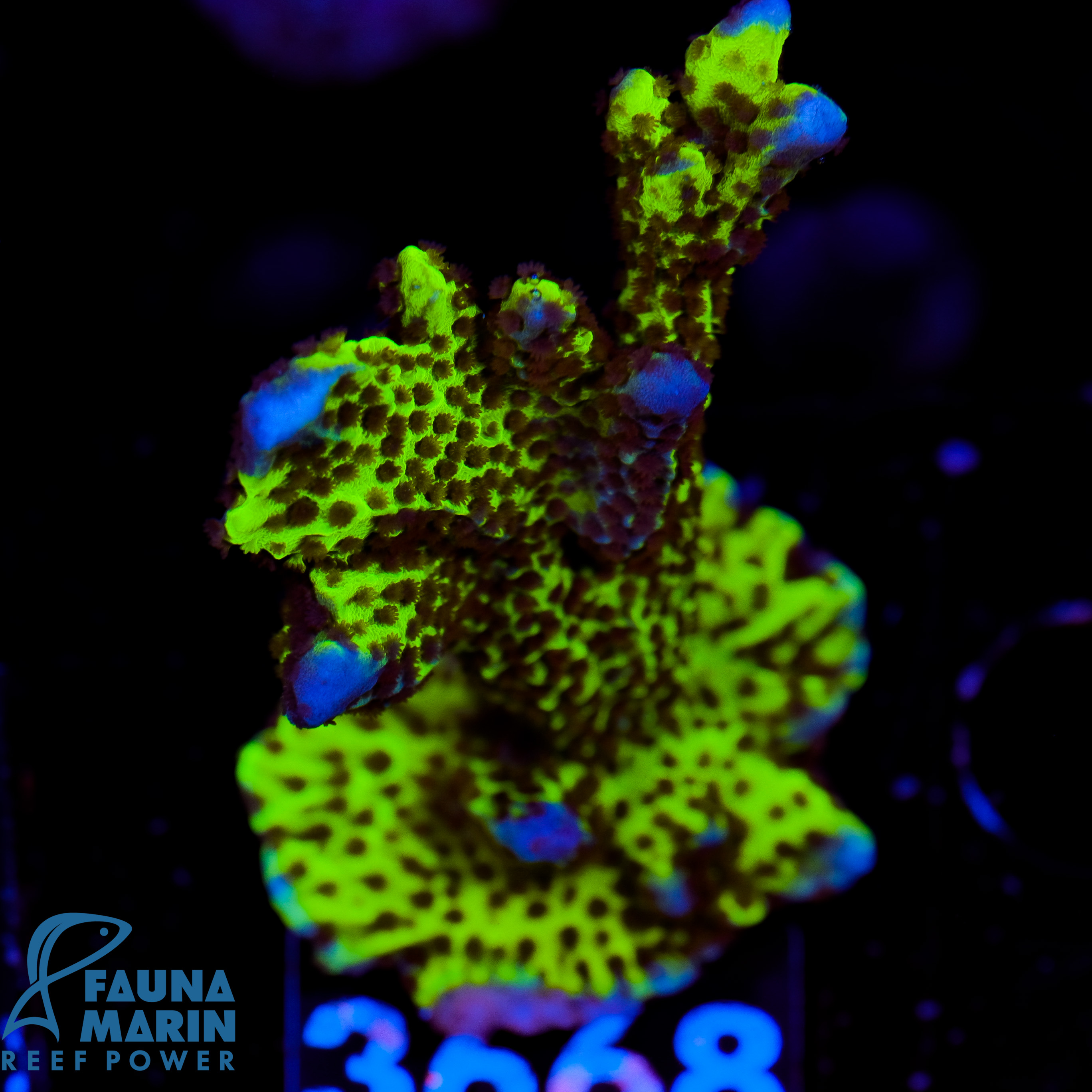 FMC Montipora Capricornis Confusa V
