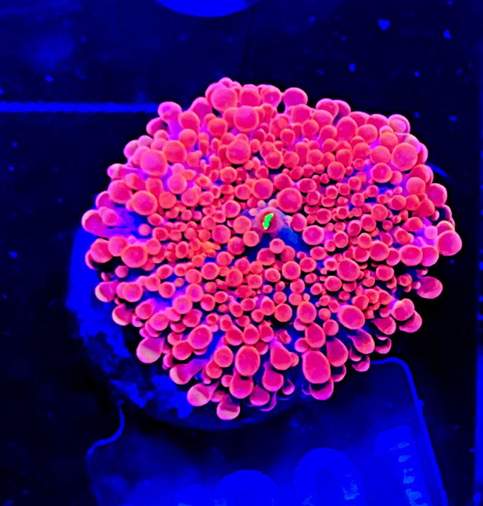 FMC Ricordea yuma Orange explosion V