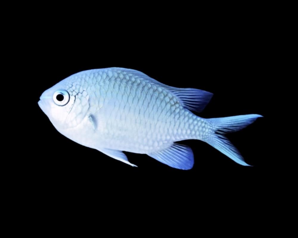 Chromis viridis - Grünes Schwalbenschwänzchen 3 - 4 cm