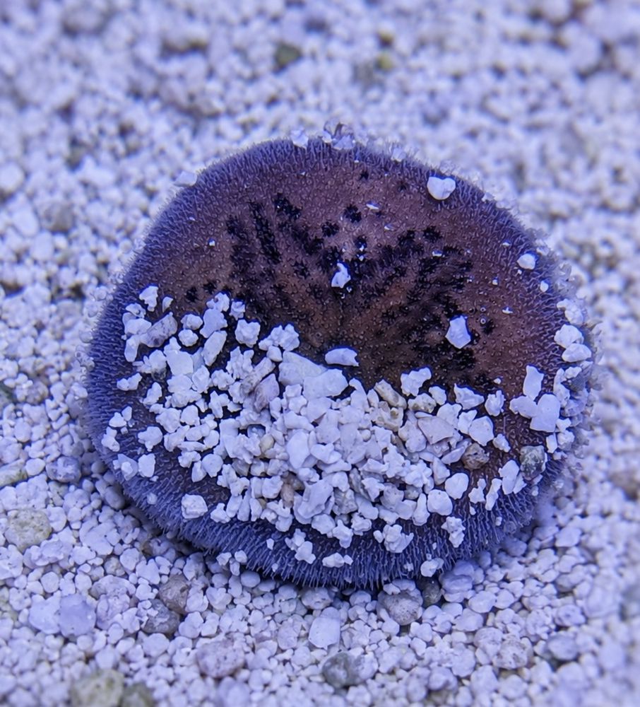 Brissus spp. - Sand dollar flat