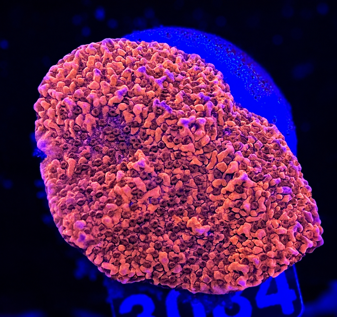 FMC Montipora Plating red