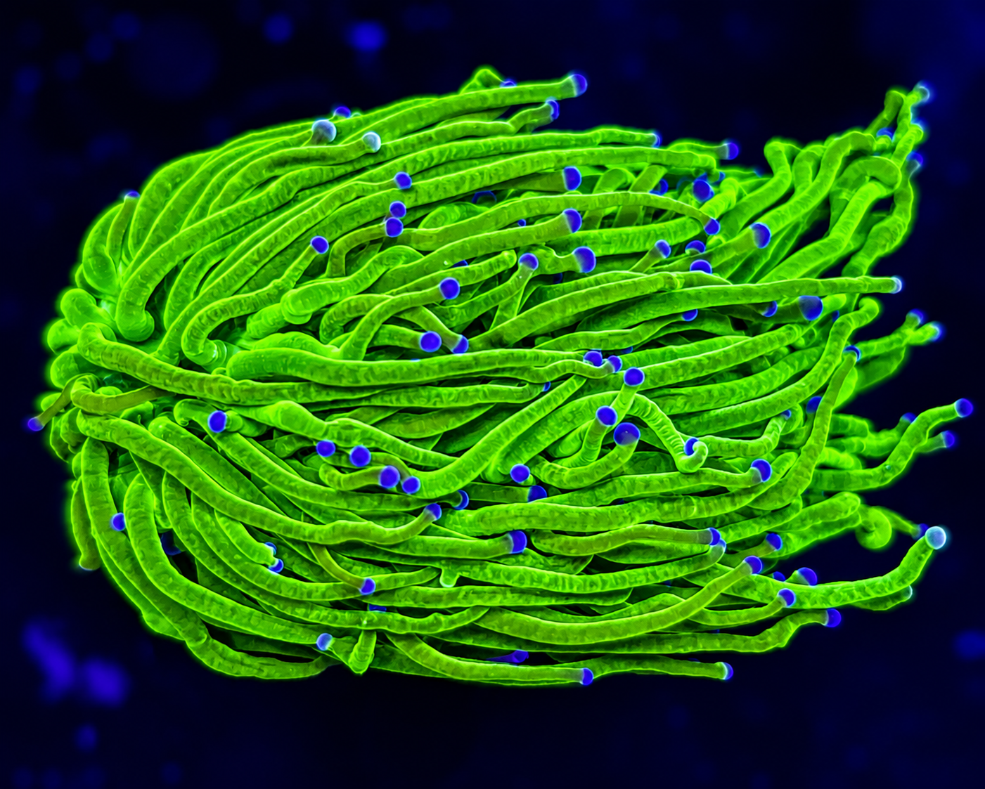 FMC Euphyllia glabrescens Holy Grail B
