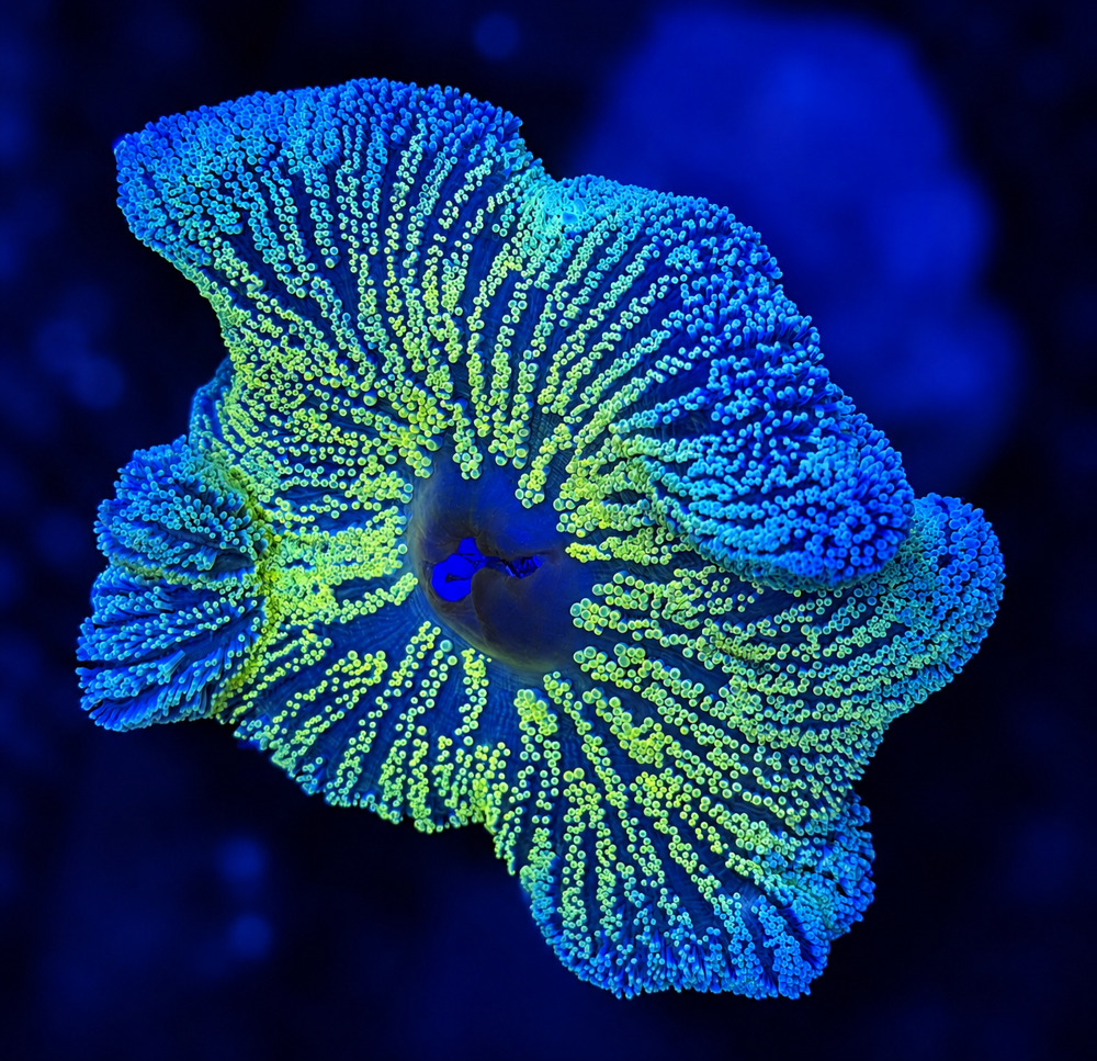 FMC Stichodactyla haddoni neon green