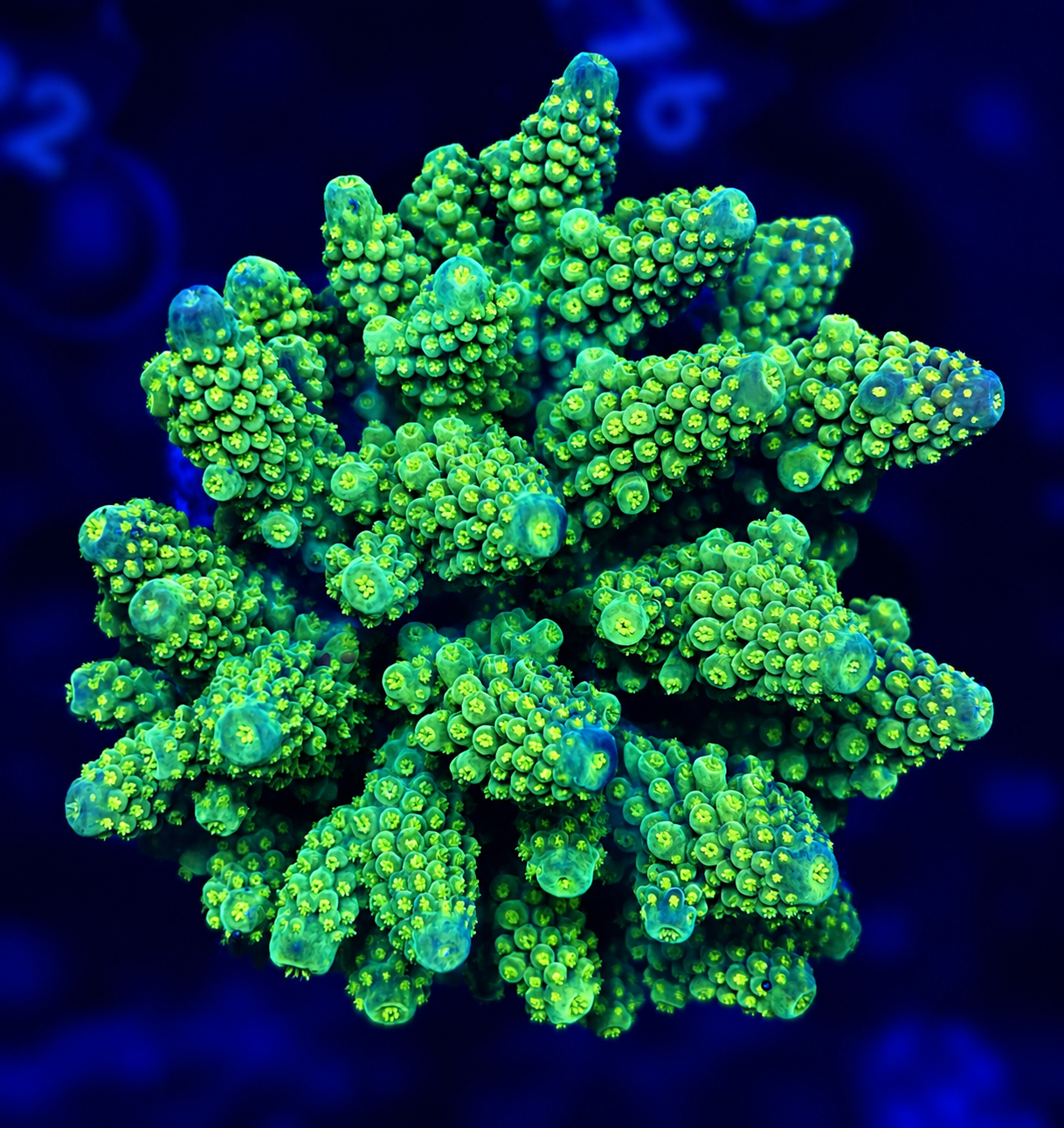 FMC Acropora gemmifera Green