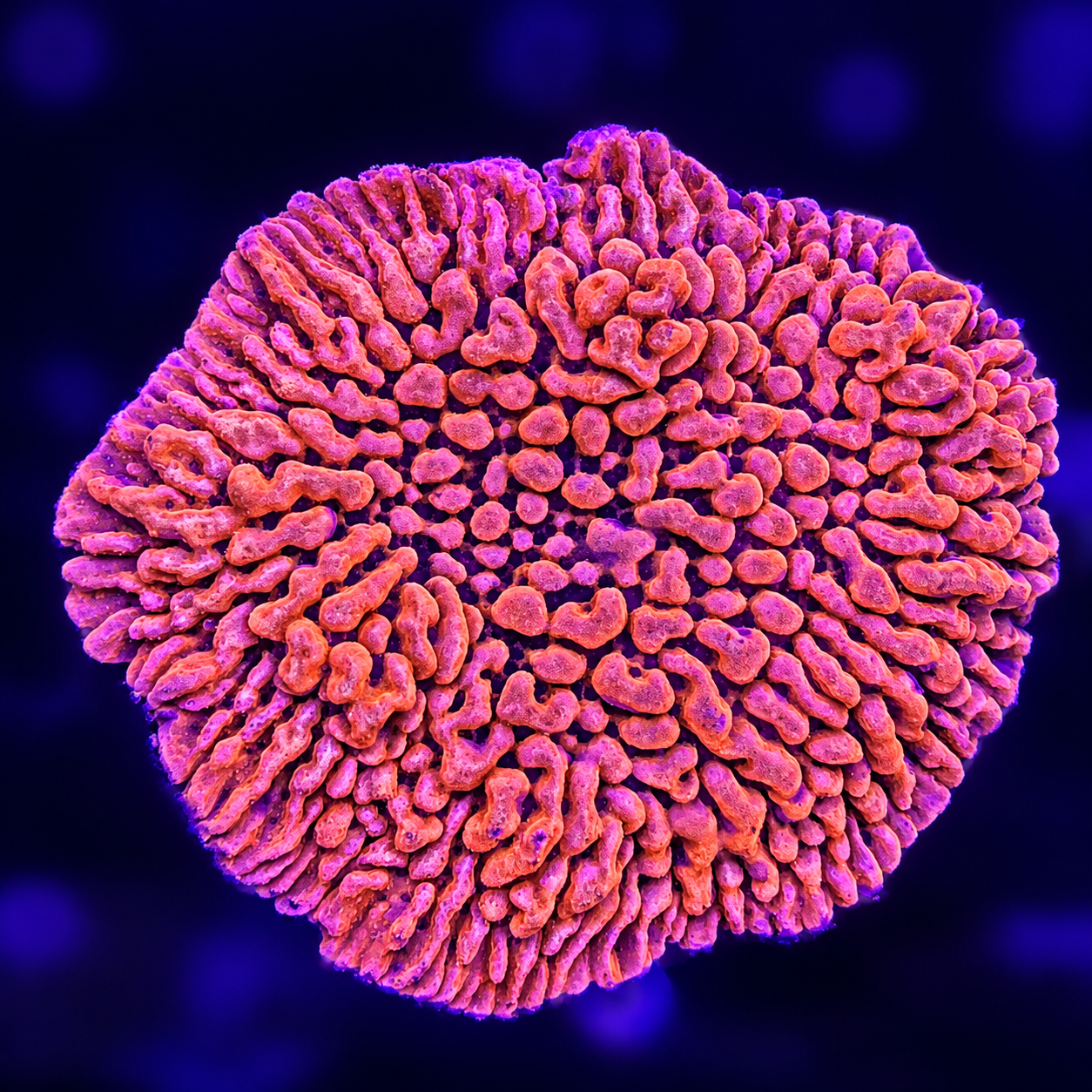 FMC Montipora palawanensis red