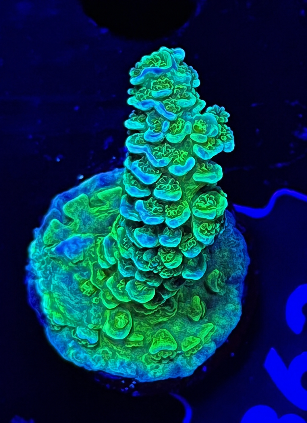 FMC Acropora tenuis green