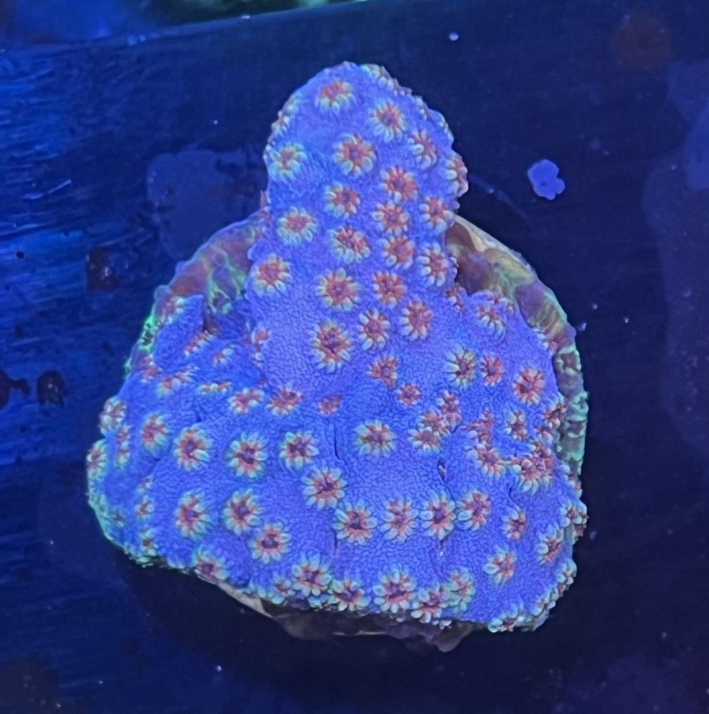 FMC Cyphastrea Skittles Bomb V