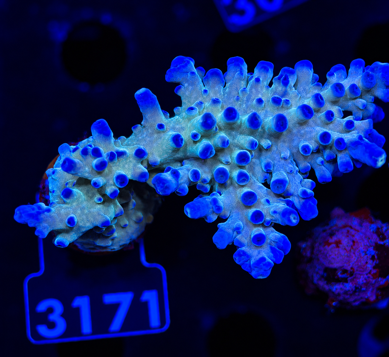 FMC Acropora austera Electric Miyagi