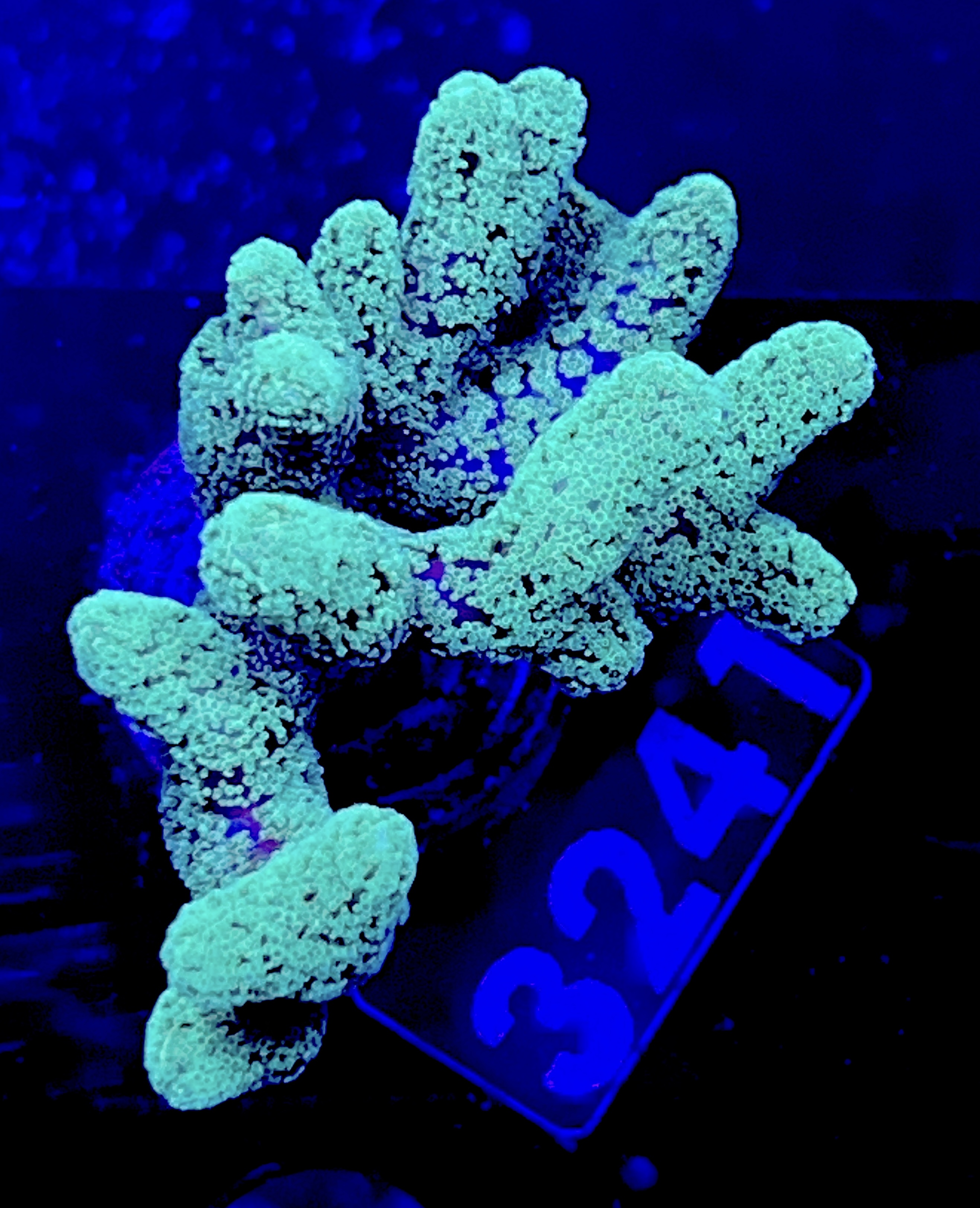 FMC Seriatopora caliendrum green tip