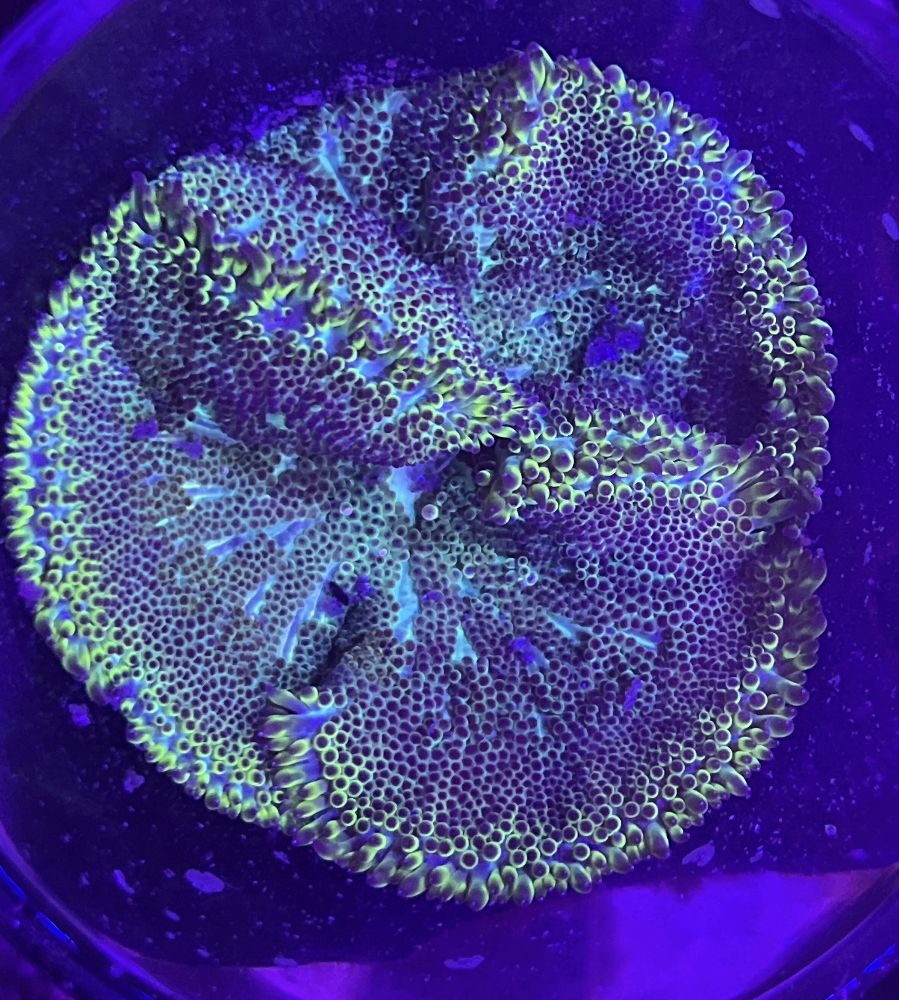 FMC Stichodactyla tapetum