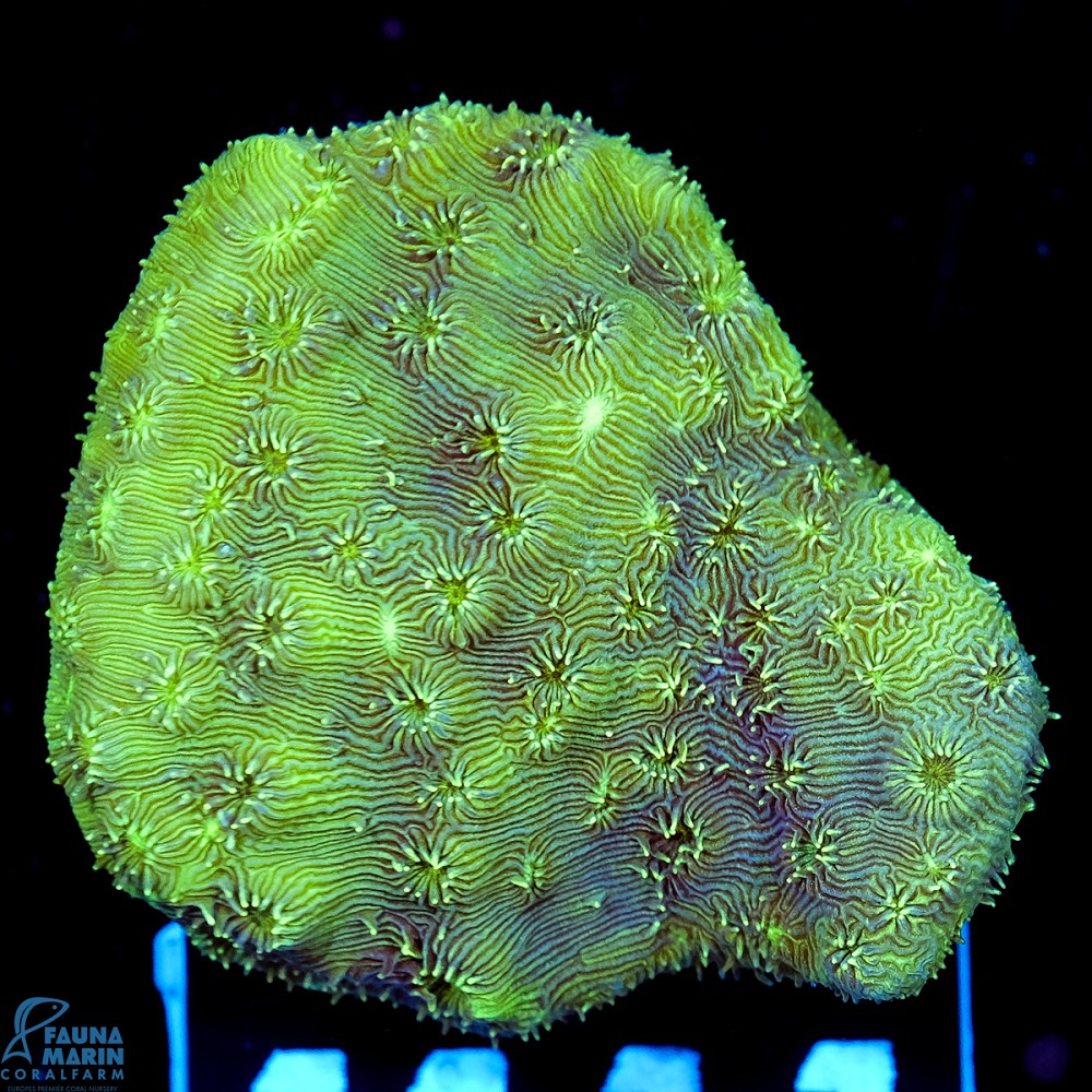 FMC Pavona maldivensis Green