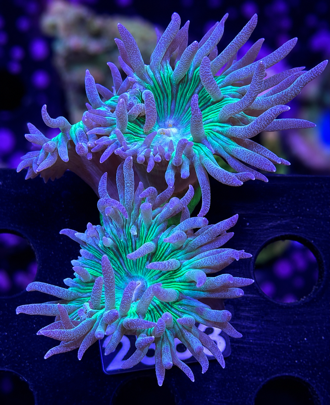 FMC Duncanopsammia axifuga