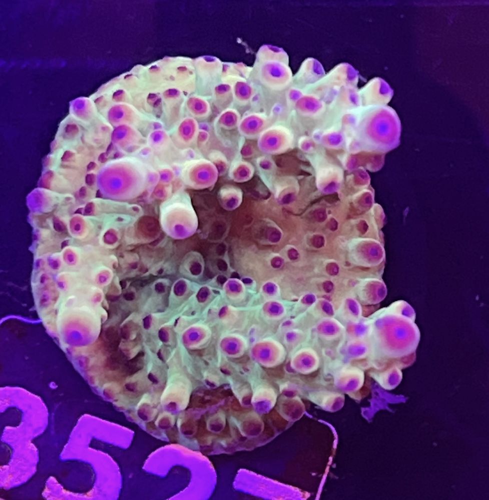 FMC Acropora microclados Strawberry Shortcake