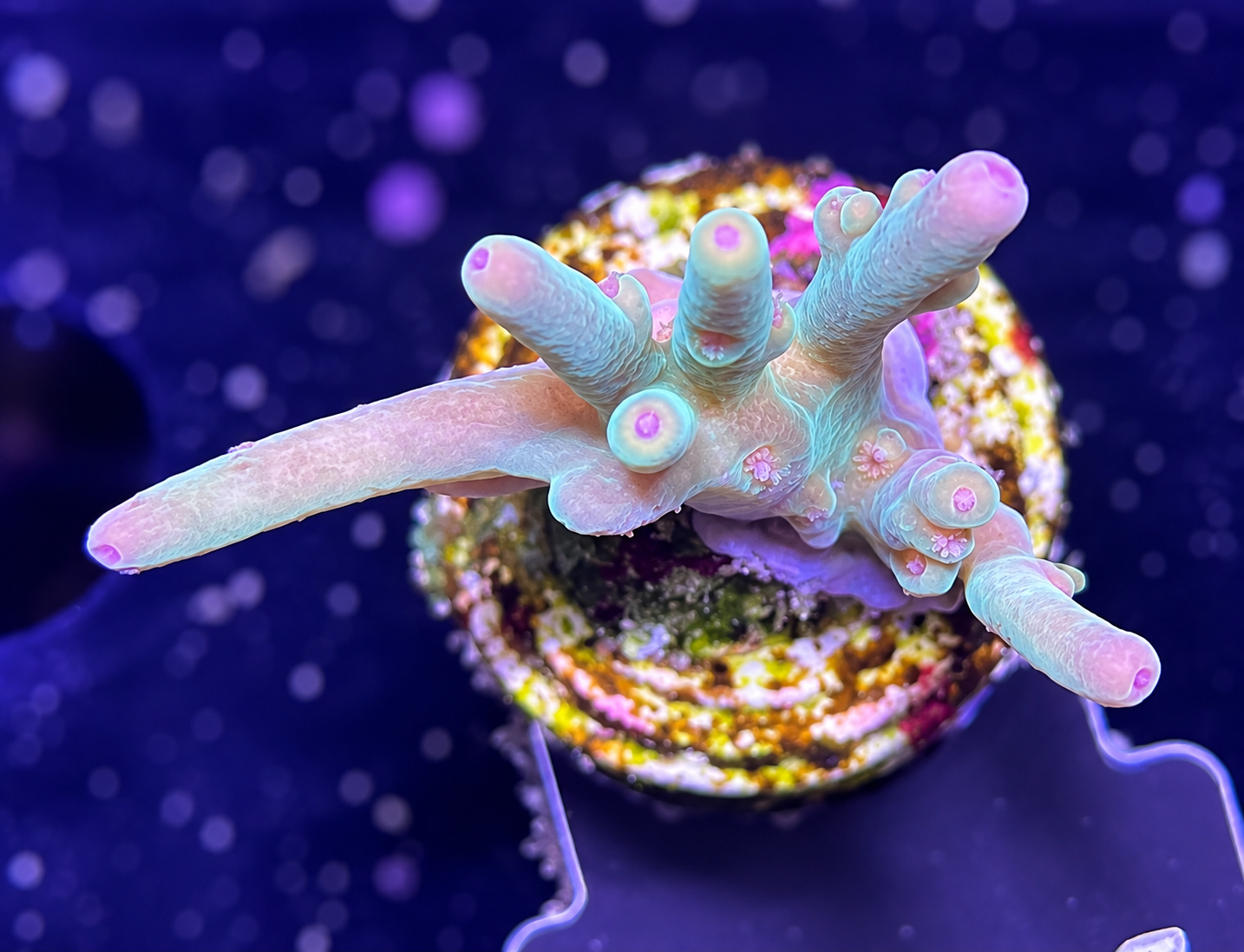 FMC Acropora caroliniana