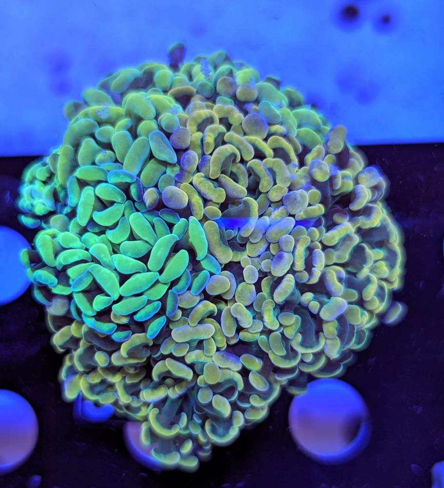 FMC Euphyllia Garden Trio FMC Euphyllia Garden Trio