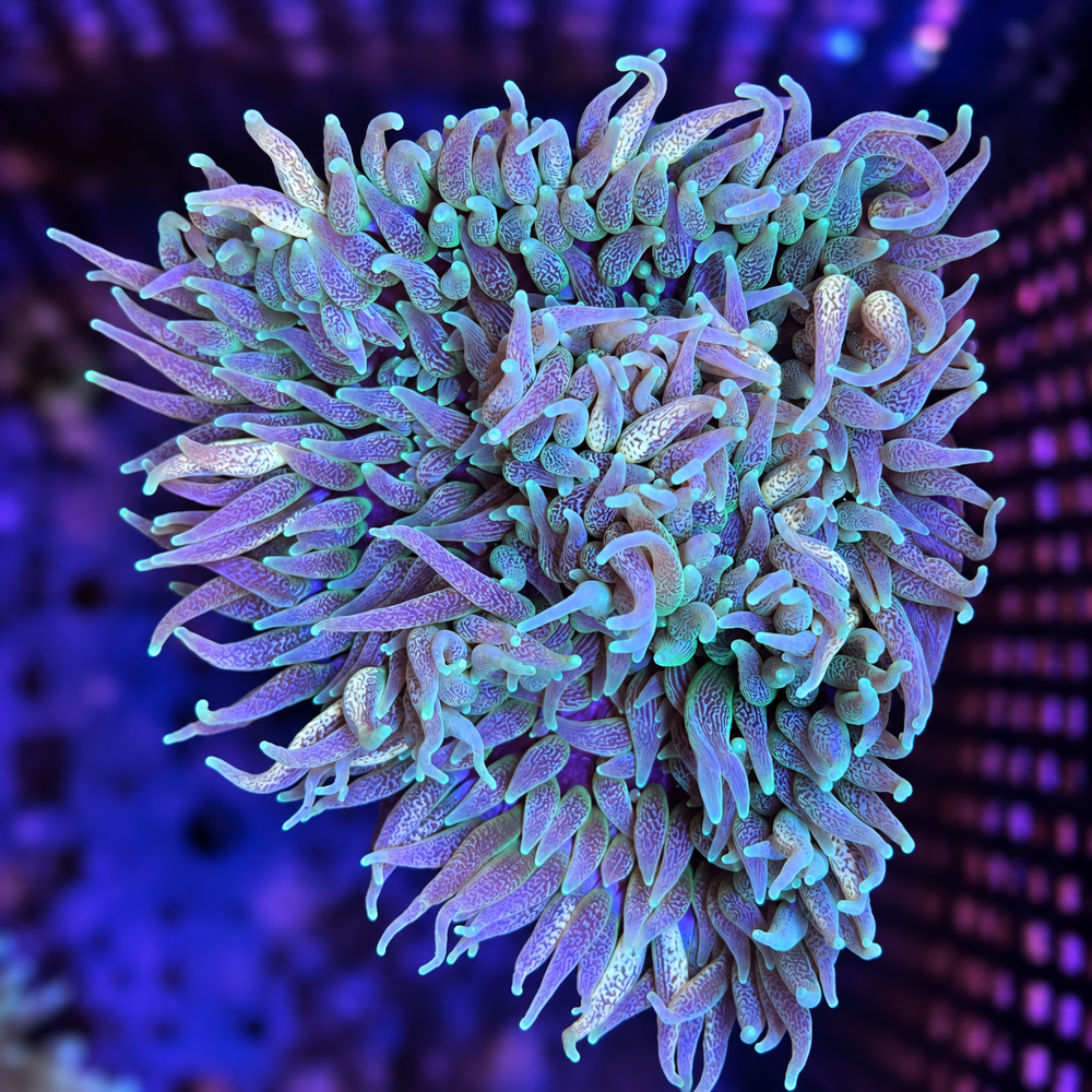 FMC Heteractis sp. Perlenanemone