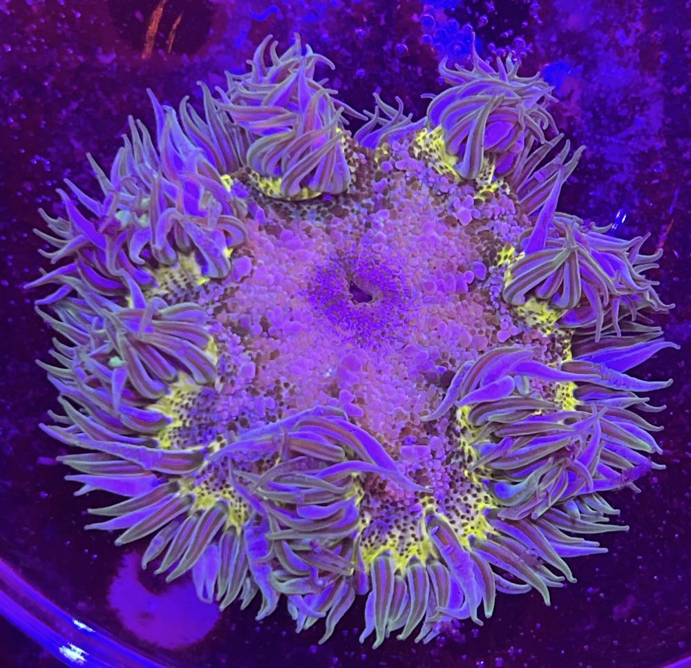 FMC Phymanthus crucifer - Rockanemone