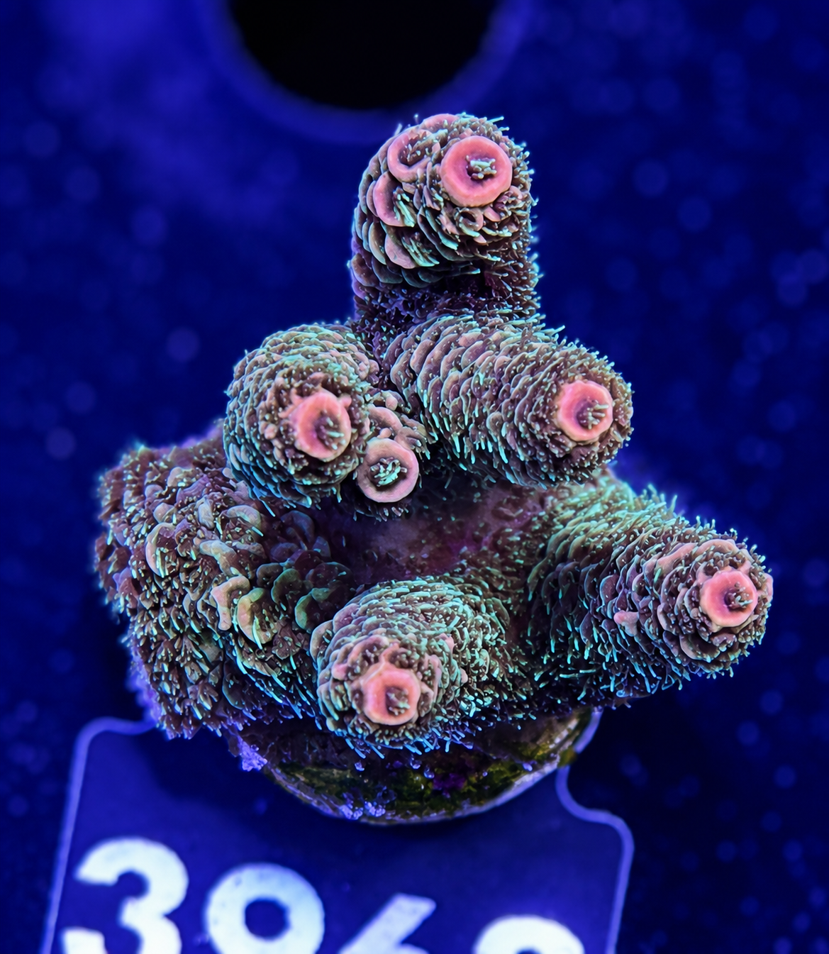 FMC Acropora millepora