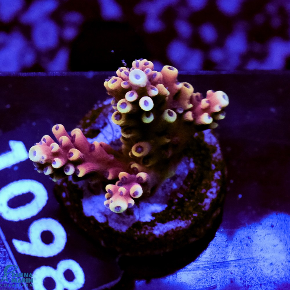FMC Acropora Pink Cadillac V
