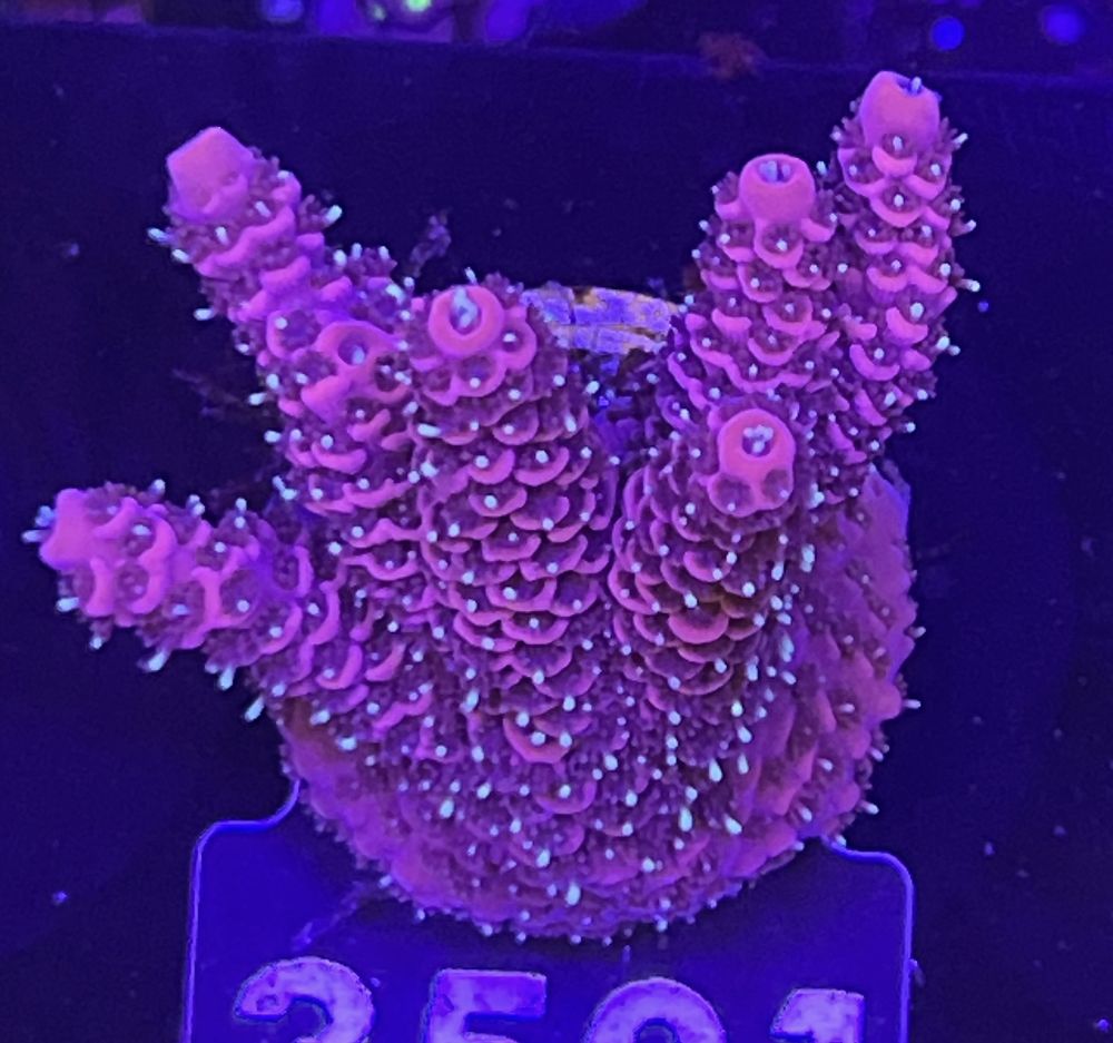 FMC Acropora millepora red/ green polyps