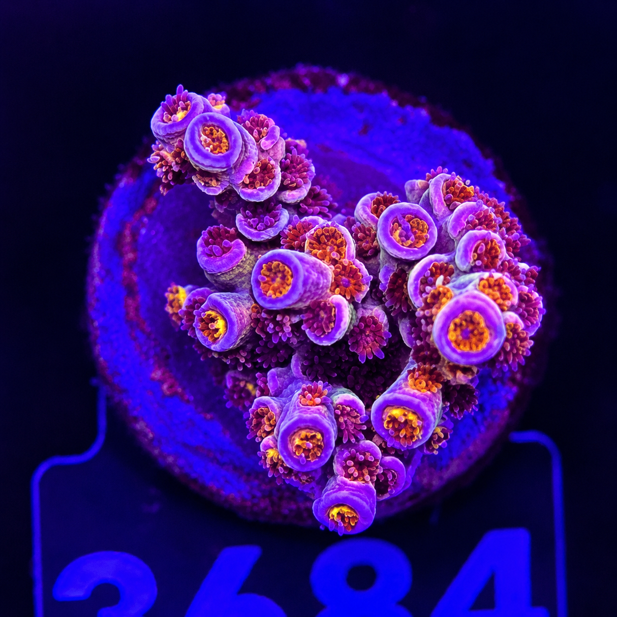 FMC Acropora tenuis