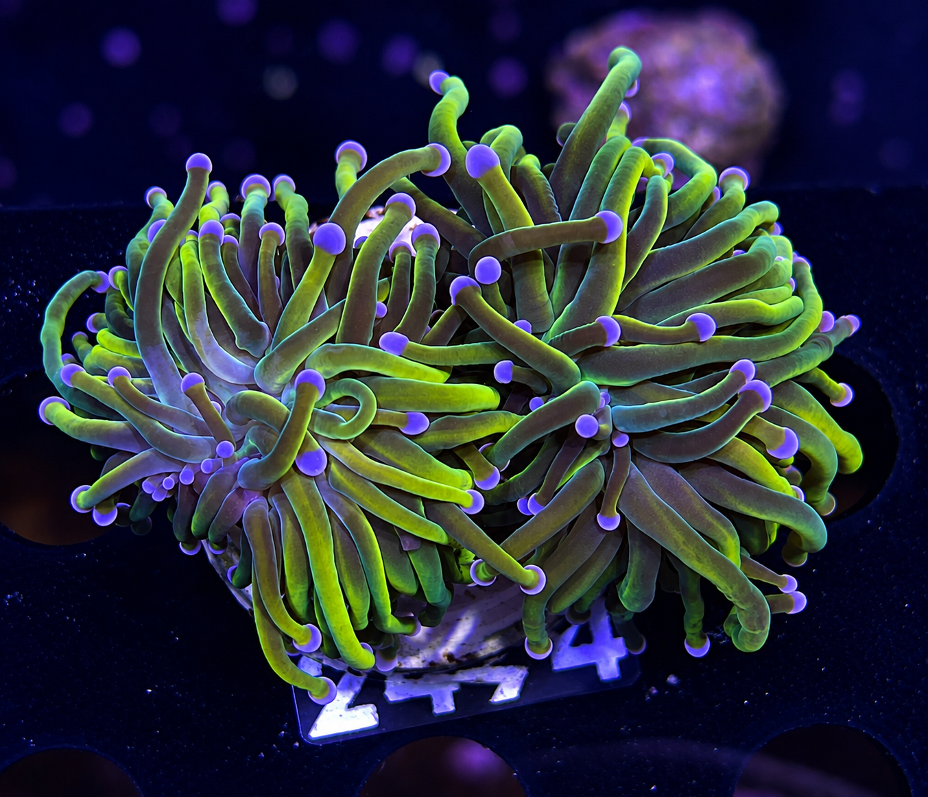 FMC Euphyllia glabrescens Dragonsoul Torch