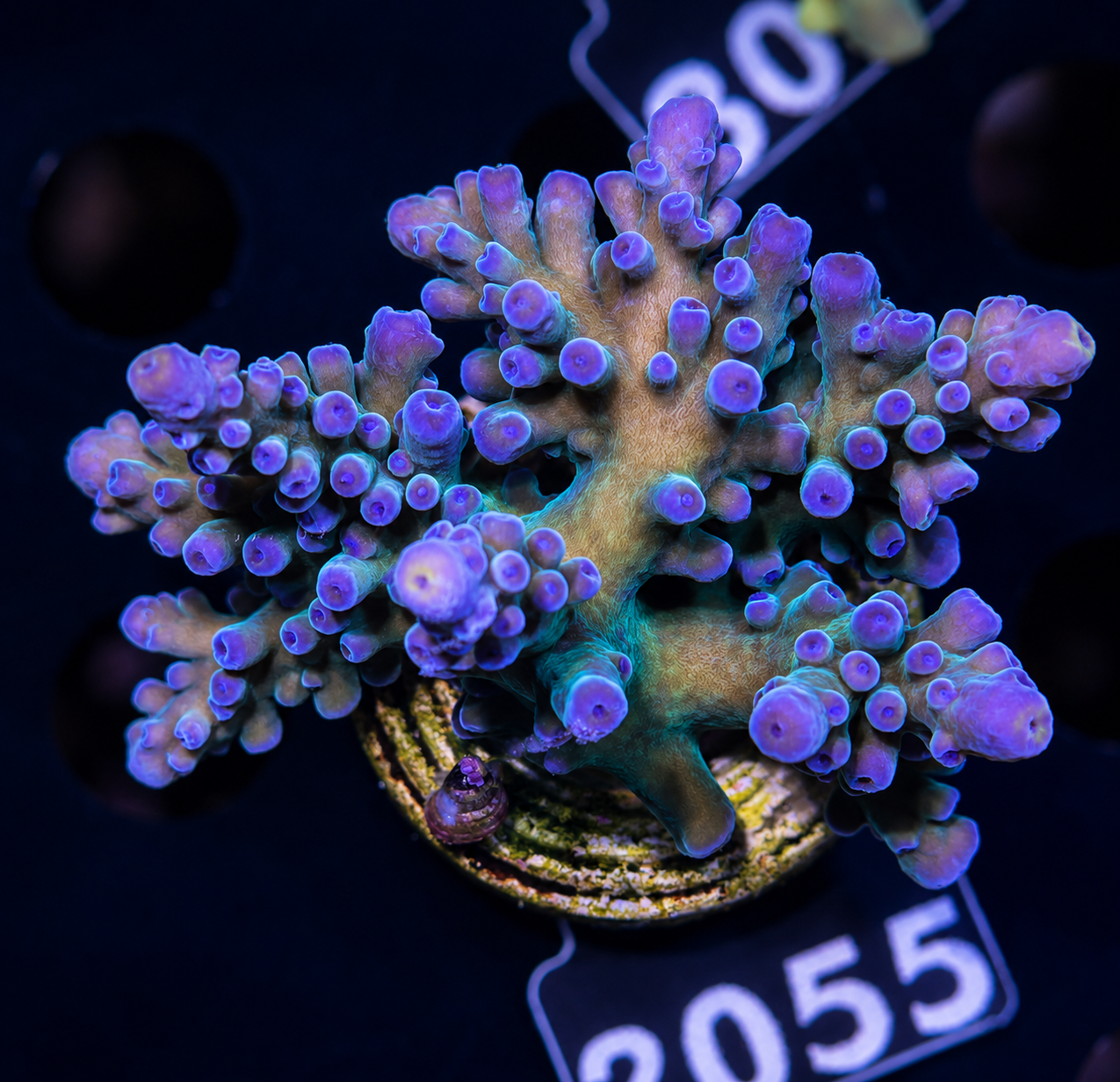 FMC Acropora austera Electric Miyagi