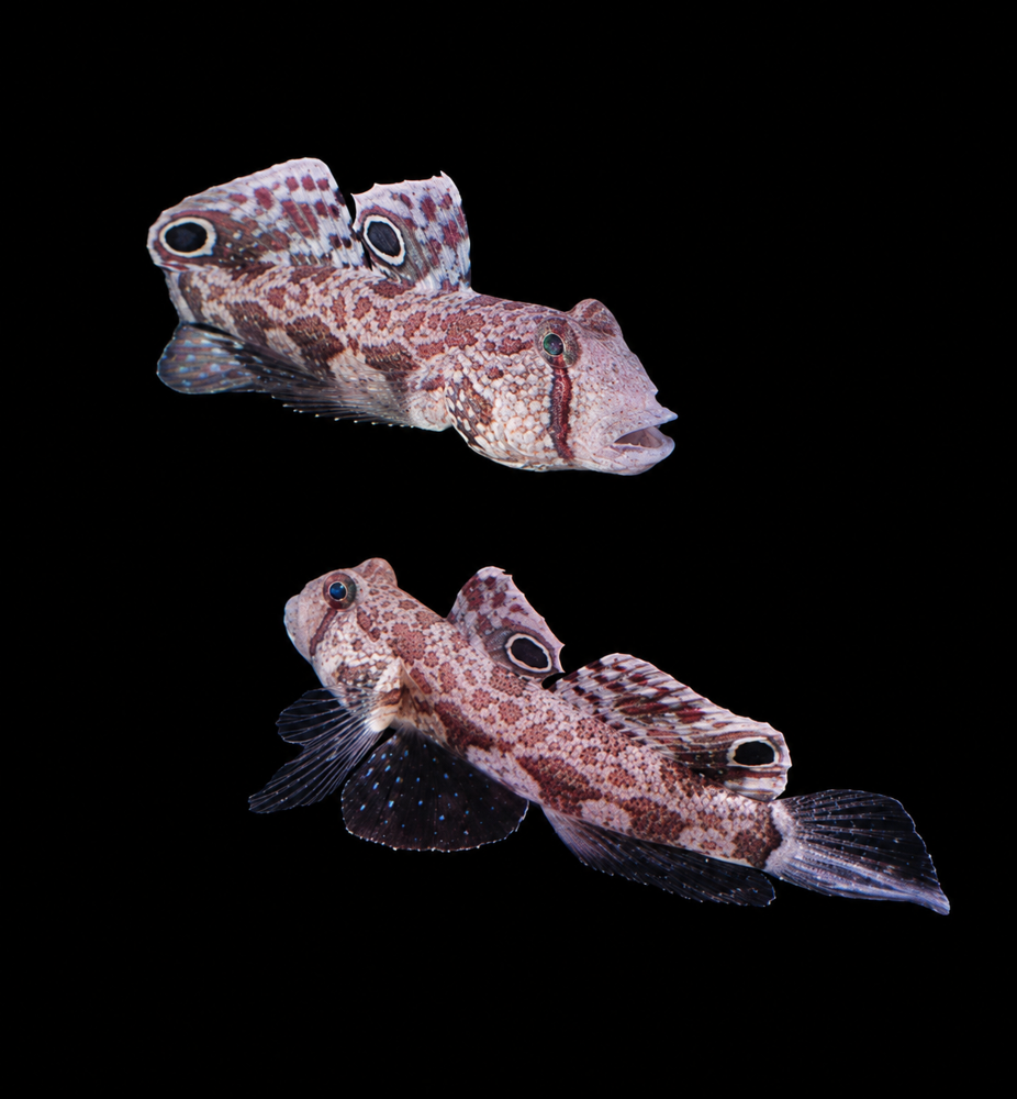 Signigobius biocellatus - Krabbenaugengrundel 3 - 4 cm