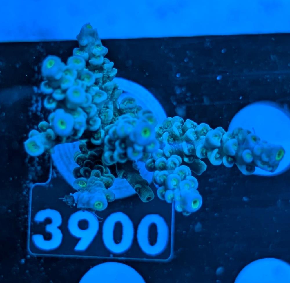 FMC Acropora sp.