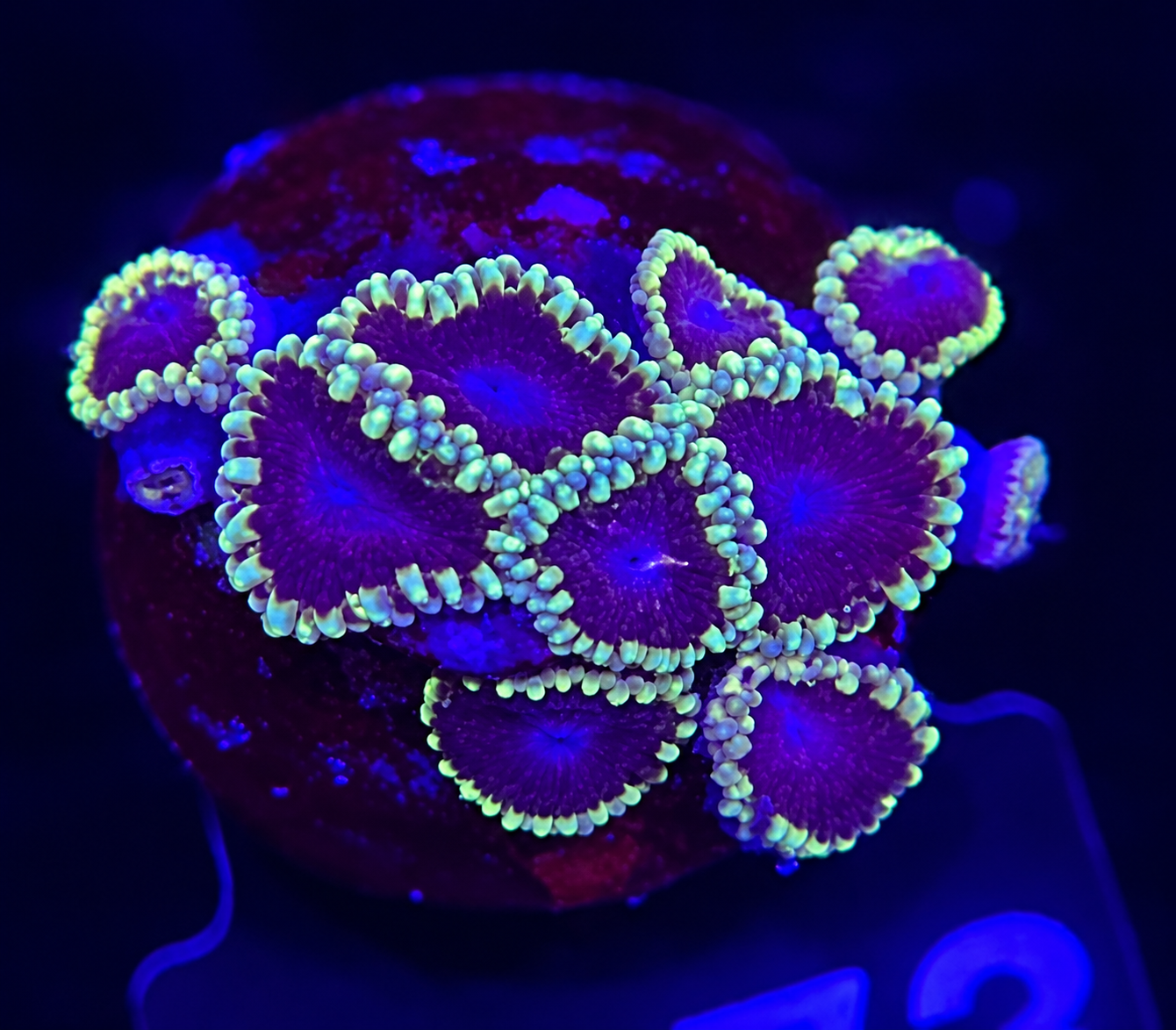 FMC Zoanthus sp