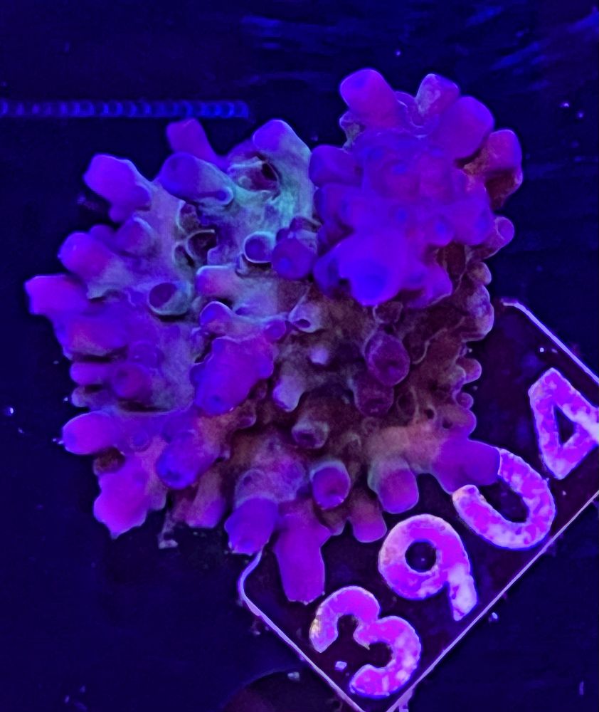 FMC Acropora austera Full Blue