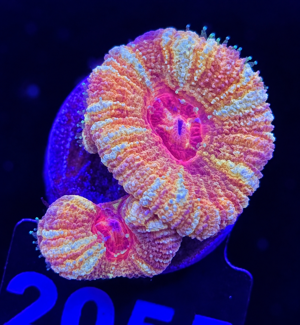 FMC Micromussa lordhowensis