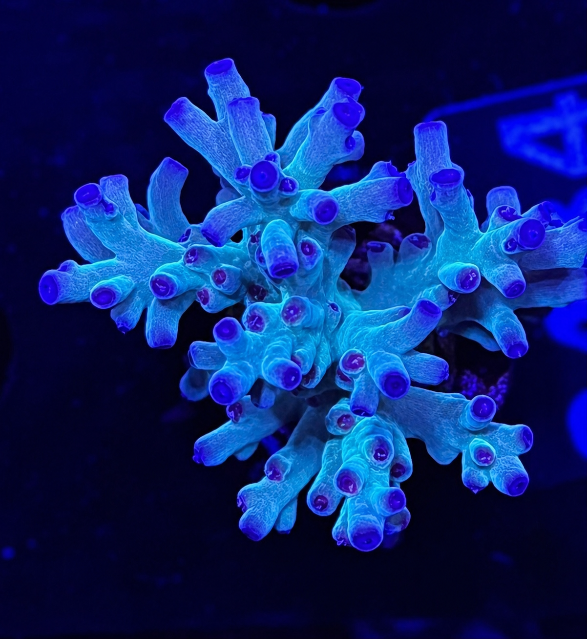 FMC Acropora turaki