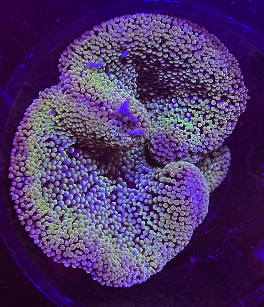 FMC Stichodactyla haddoni