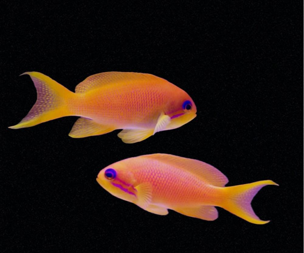 Pseudanthias squamipinnis - Juwelen Fahnenbarsch