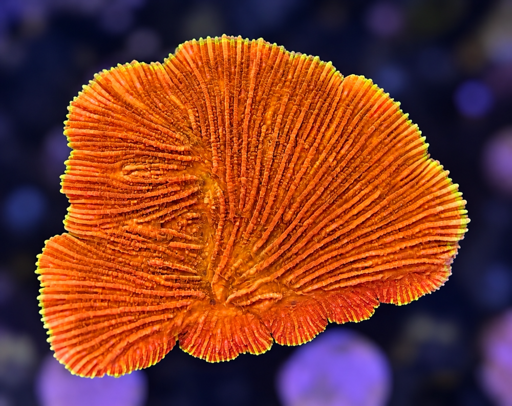 FMC Diaseris fragilis