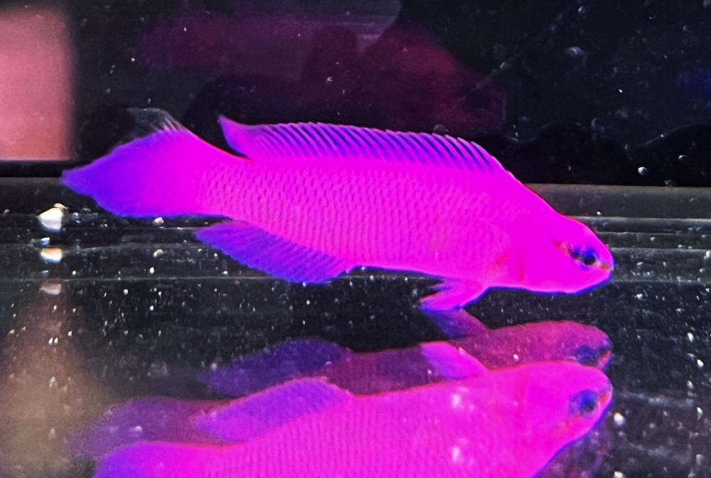 Pseudochromis Fridmani - König Salomon Zwergbarsch DNZ!