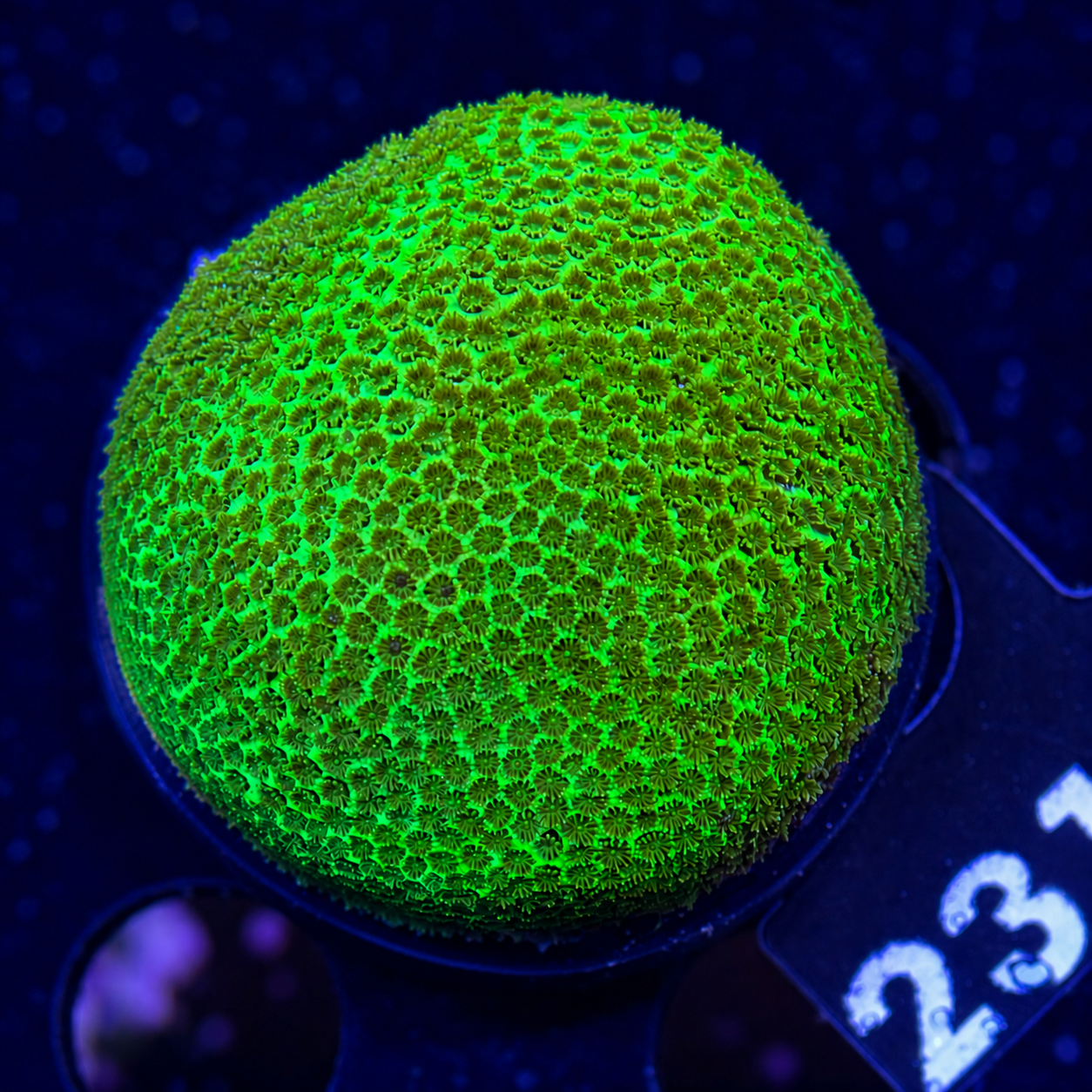 FMC Porites Green Ball + Coral Mount