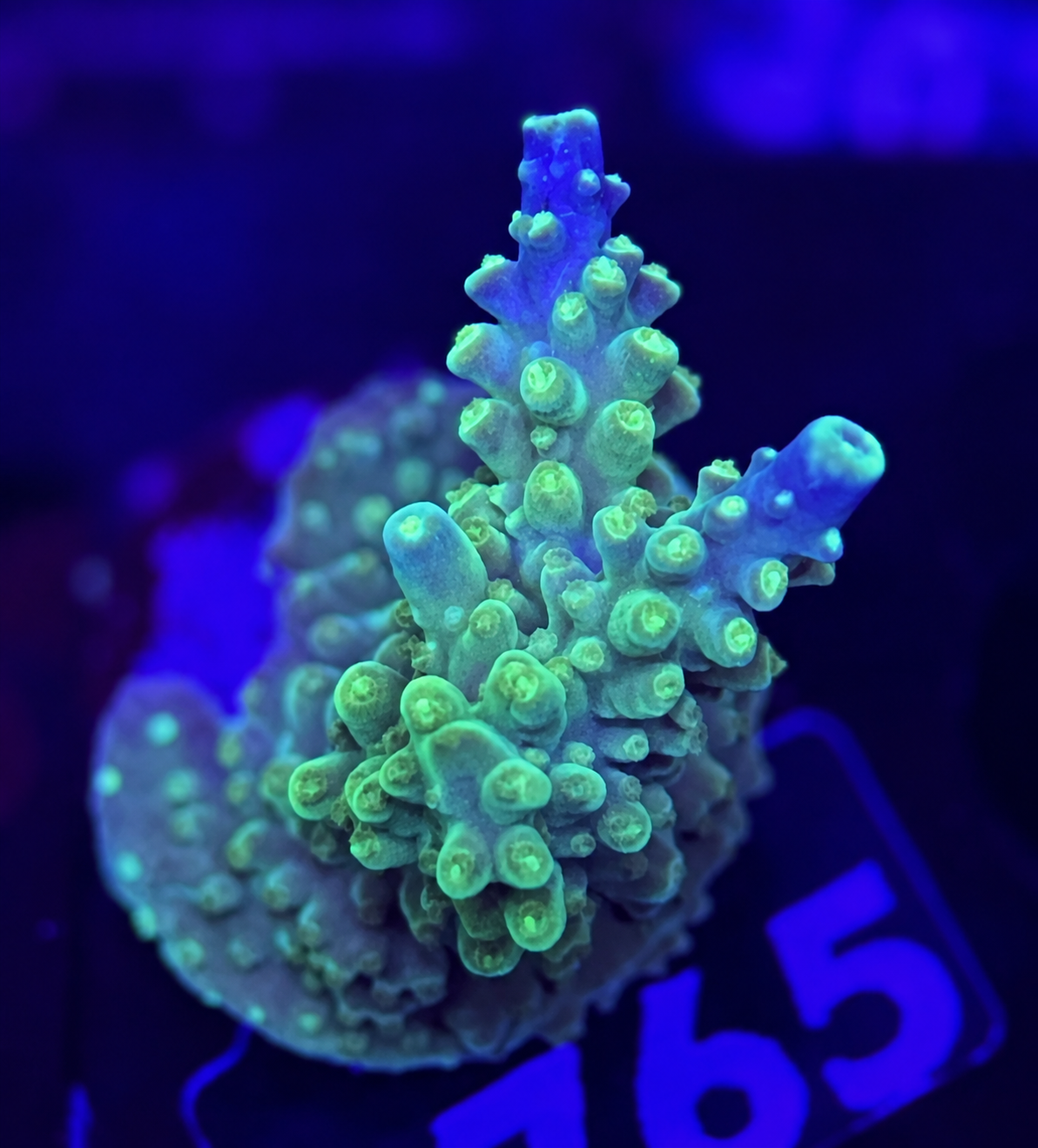 FMC Acropora Valida