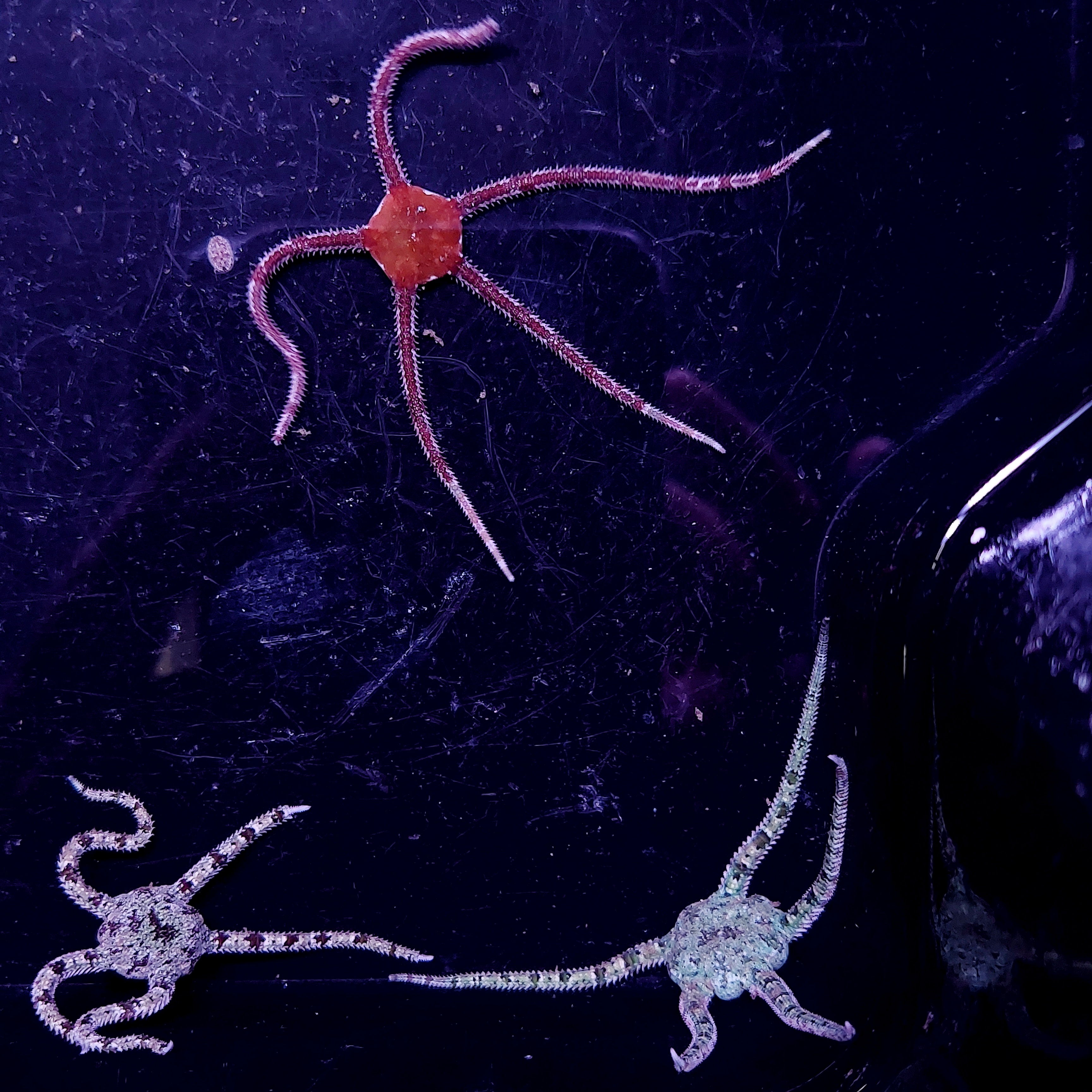 FMC Ophiotrix reticulatus mixed colors V