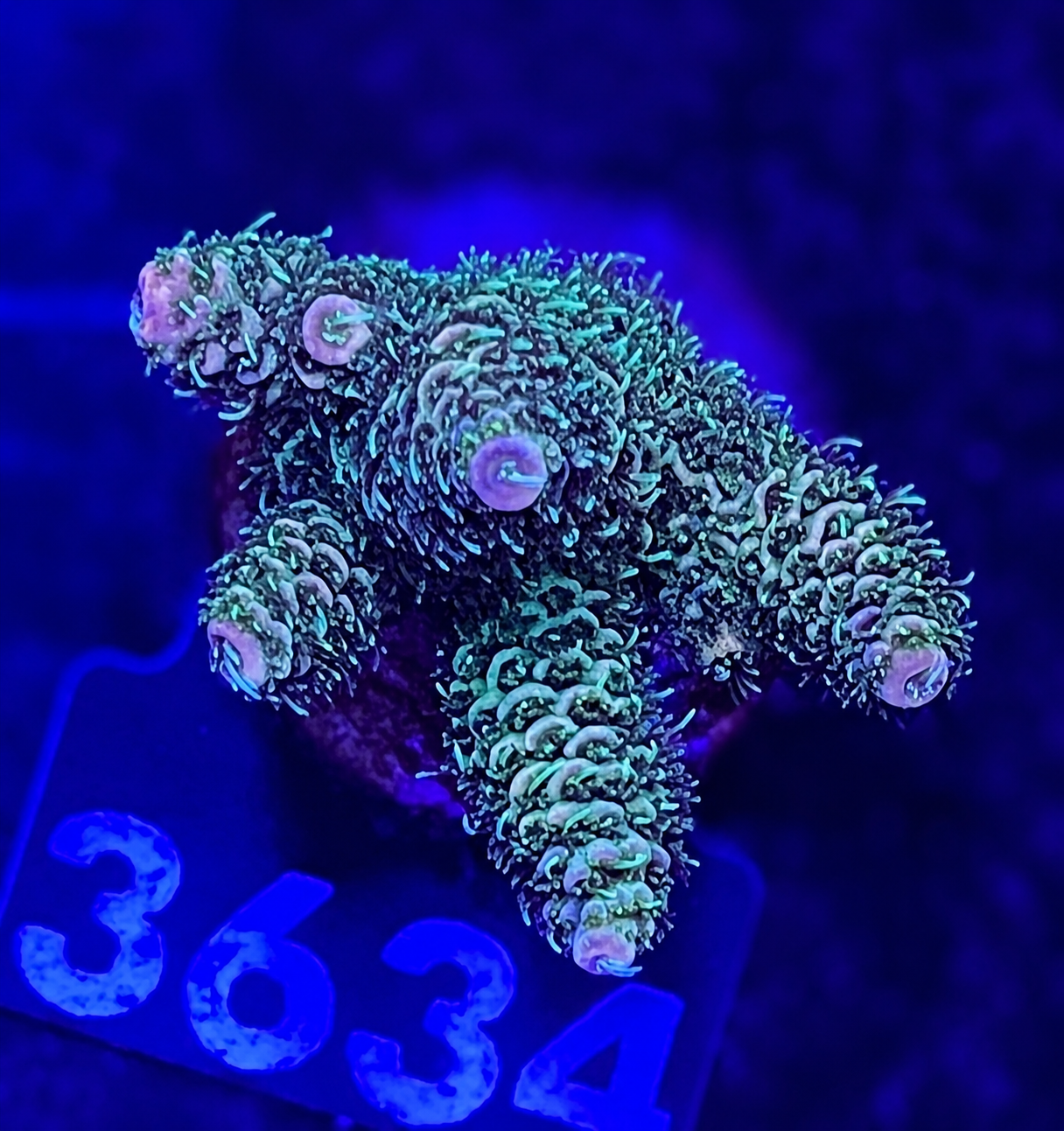 FMC Acropora millepora