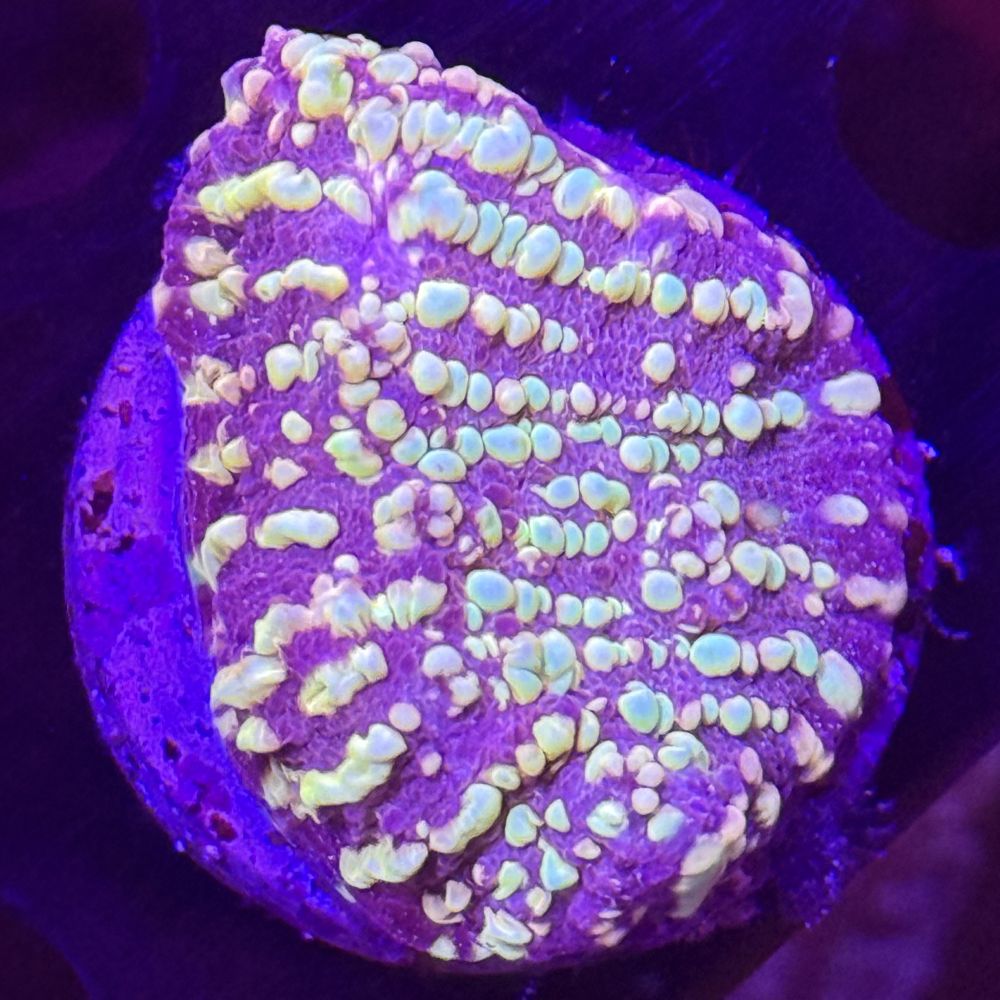 FMC Chalice Acid Rain V