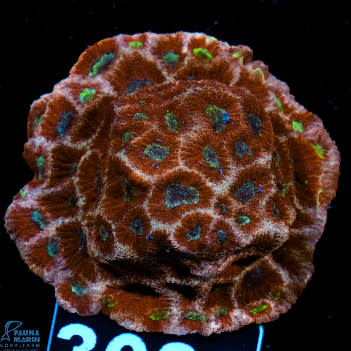 FMC Favia Outer Space