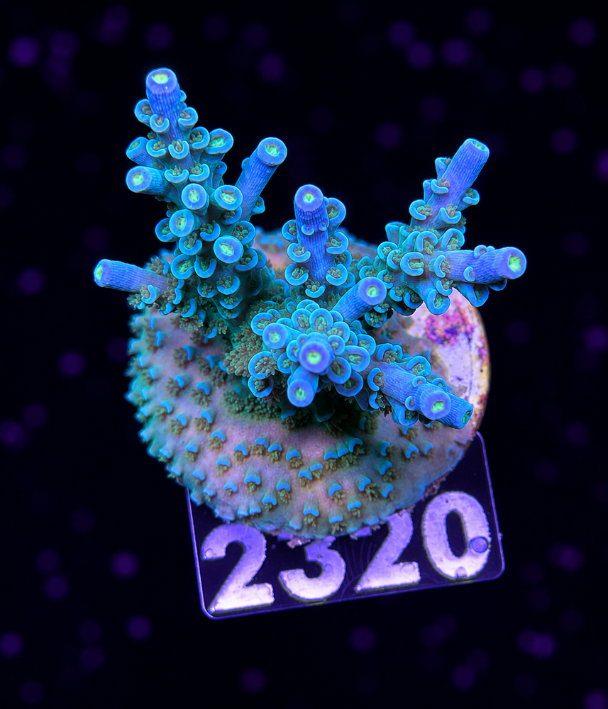 SciReef Acropora kenti Grade 1 Twin
