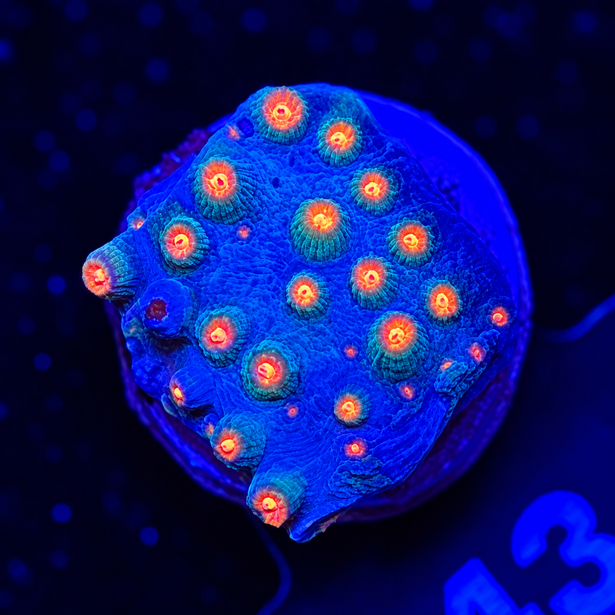 FMC Cyphastrea Meteor Shower