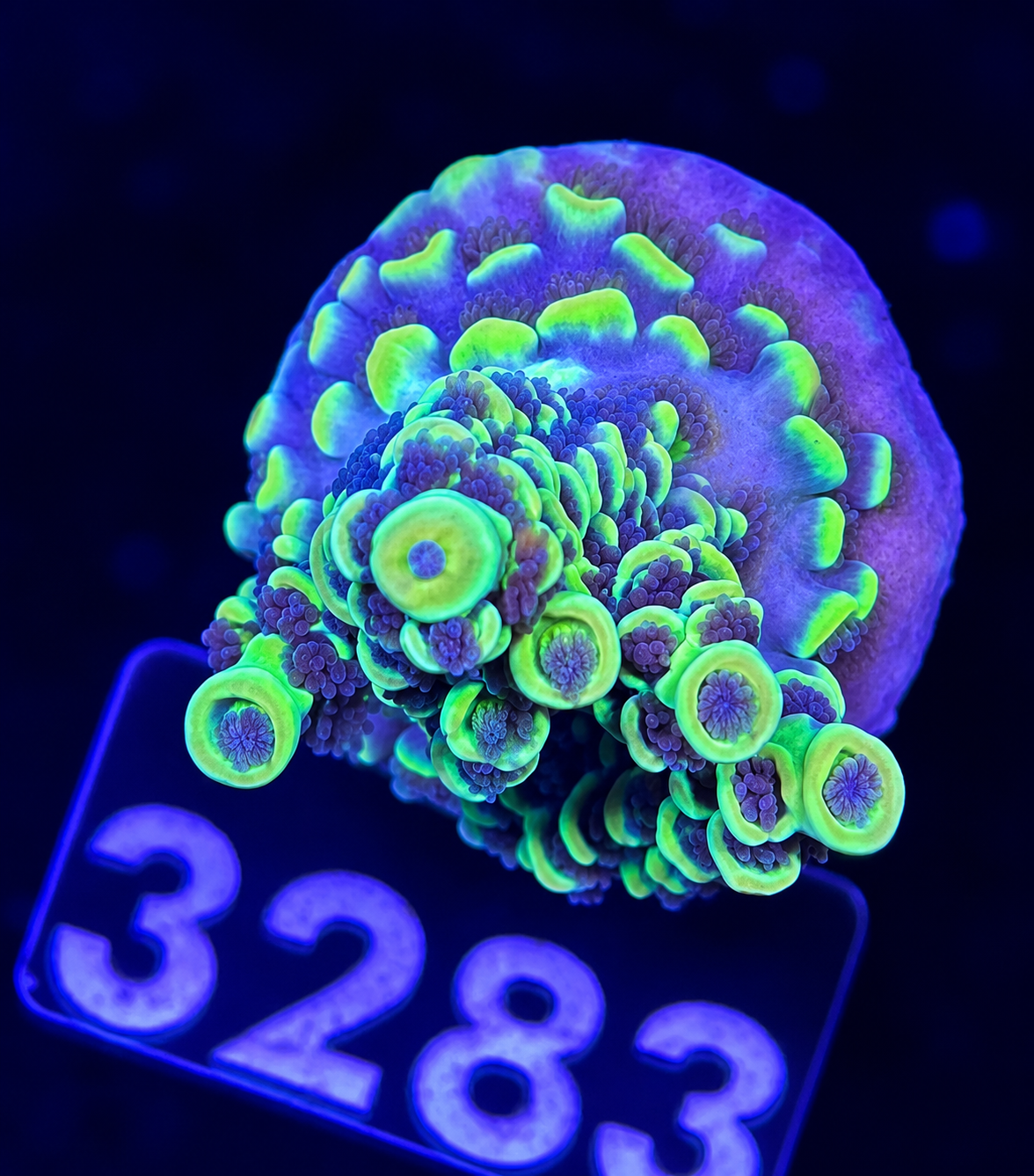 FMC Acropora tenuis yellow